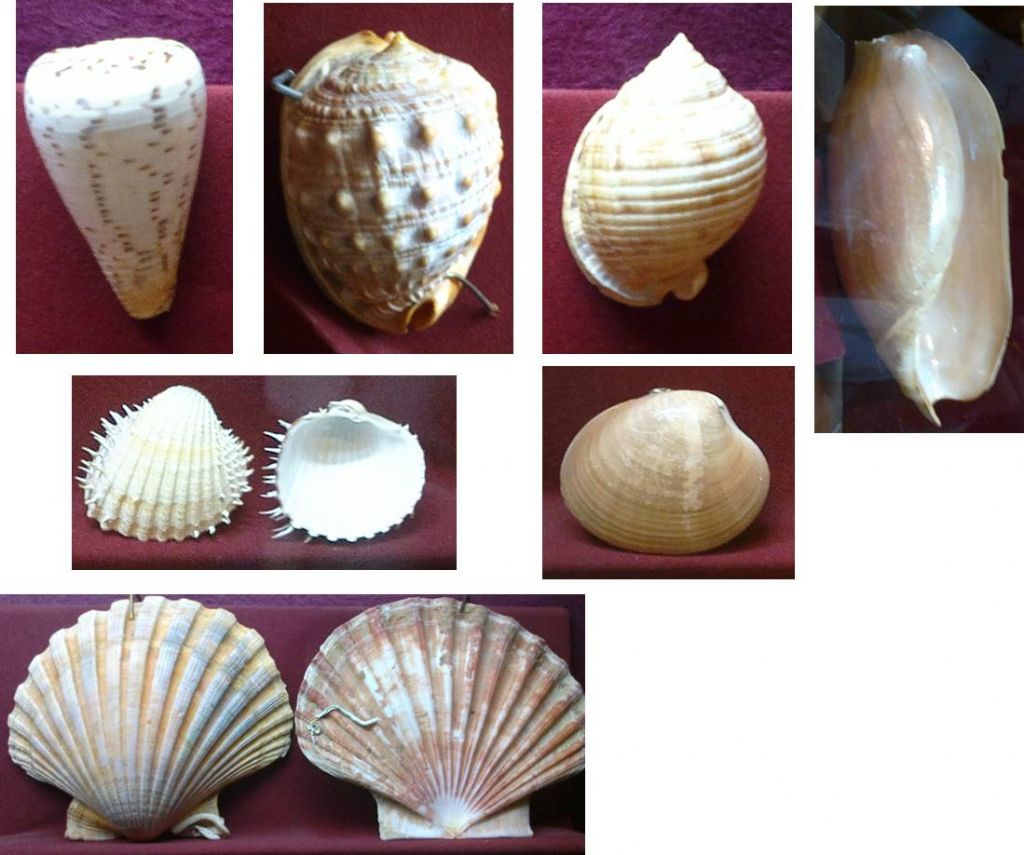 Aiuto nella determinazione di alcune conchiglie